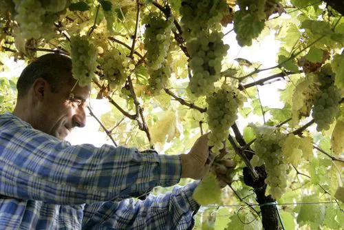 Vendemmia