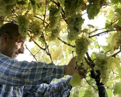 Vendemmia