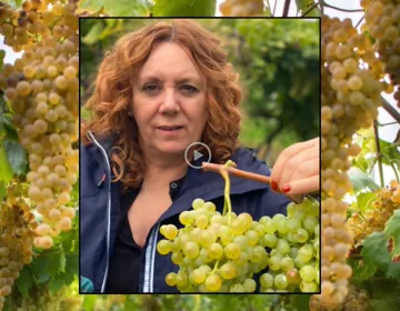 Garganega Harvest 2022 